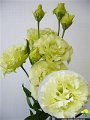 Eustoma Voyage Green